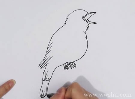 夜莺简笔画如何画彩色步骤图