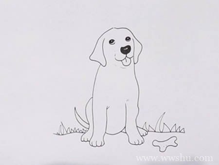 拉布拉多犬如何画简笔画步骤图解