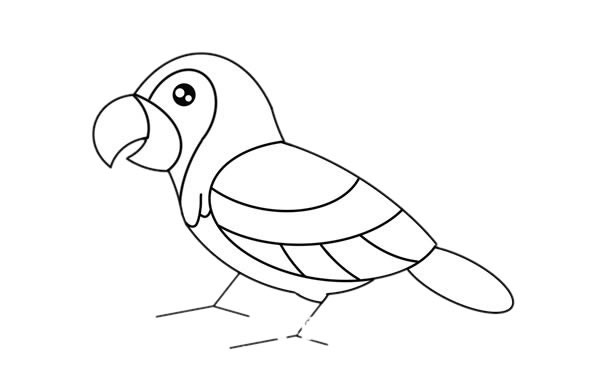 美丽鹦鹉简笔画彩色画法步骤图片,鹦鹉简笔画