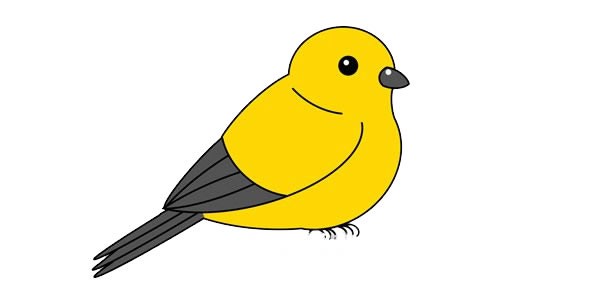 可爱黄鹂鸟简笔画画法步骤图片教程