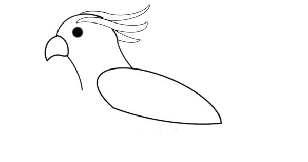 最漂亮的鹦鹉如何画 彩色鹦鹉简笔画步骤图解教程