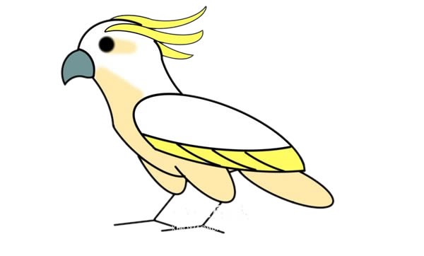 最漂亮的鹦鹉如何画 彩色鹦鹉简笔画步骤图解教程