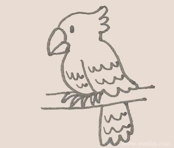 鹦鹉简笔画的画法步骤图解教程
