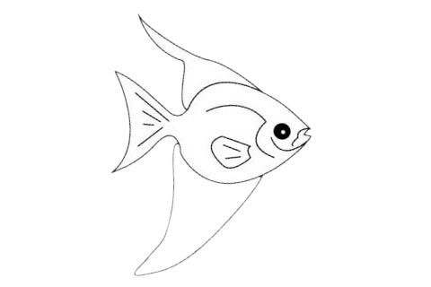 海洋生物热带鱼简笔画画法步骤教程及图片大全