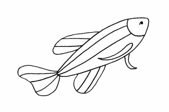 [斑马鱼如何画]斑马鱼简笔画简单画法步骤教程及图片大全