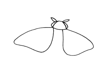 飞蛾如何画 飞蛾简笔画步骤图解教程及图片大全