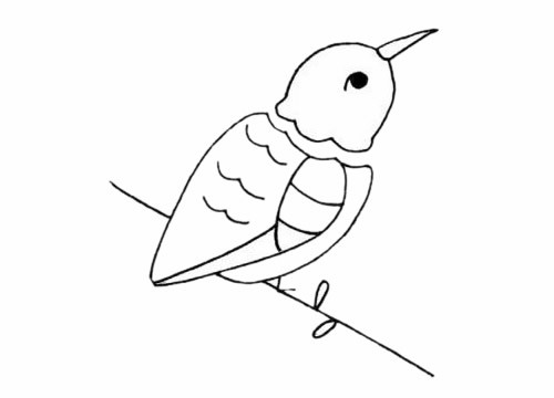 蜂鸟如何画 蜂鸟简笔画步骤画法教程及图片大全