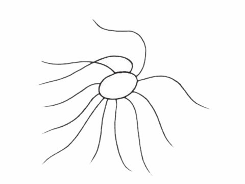 海葵简笔画/简单画法/步骤教程及图片大全