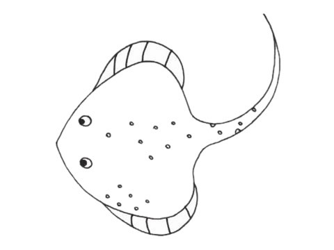 【鳐鱼简笔画】鳐鱼简笔画步骤图解教程及图片大全