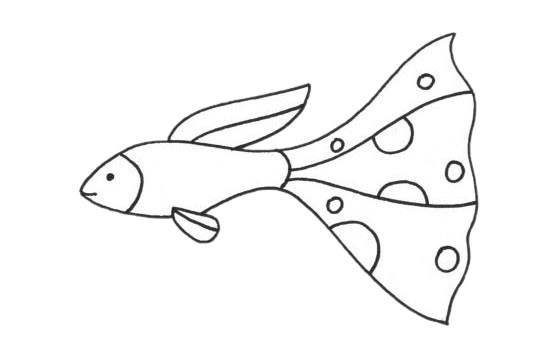 热带观赏鱼简笔画步骤画法教程/图片大全