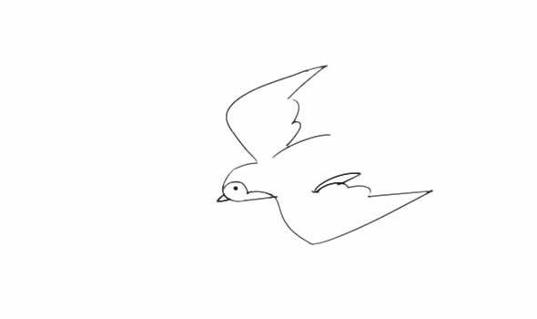 飞翔的小燕子简笔画步骤图片教程