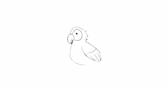 鹦鹉如何画简单又漂亮_聪明的小鹦鹉简笔画图解教学