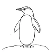 【企鹅简笔画四步画出】简单企鹅的画法步骤教程