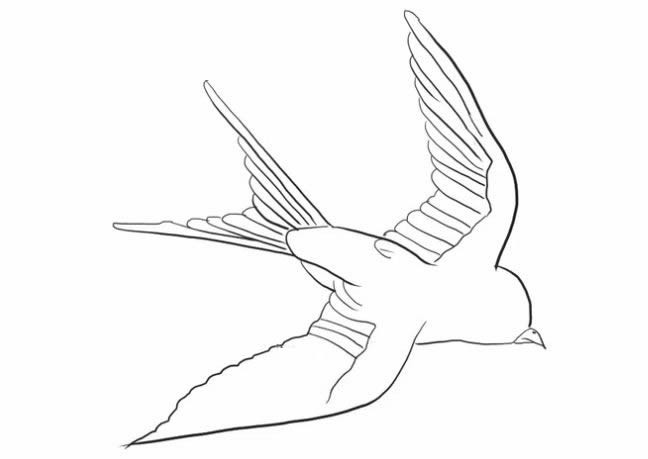 小燕子简笔画步骤图解 - 展翅飞翔的燕子简笔画如何画