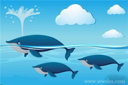 小鲸鱼简笔画步骤图解教程 - 鲸鱼如何画简笔画