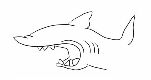 简笔画鲨鱼的画法步骤图 儿童简笔画鲨鱼的画法