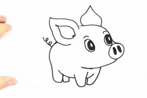 【动物|小猪简笔画】可爱小猪简笔画步骤图解教程