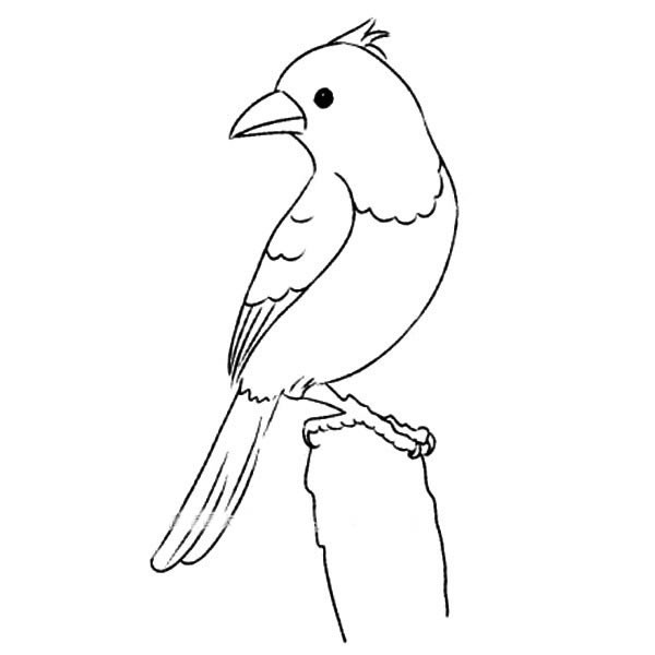【黄鹂简笔画图片】简笔画黄鹂鸟的画法