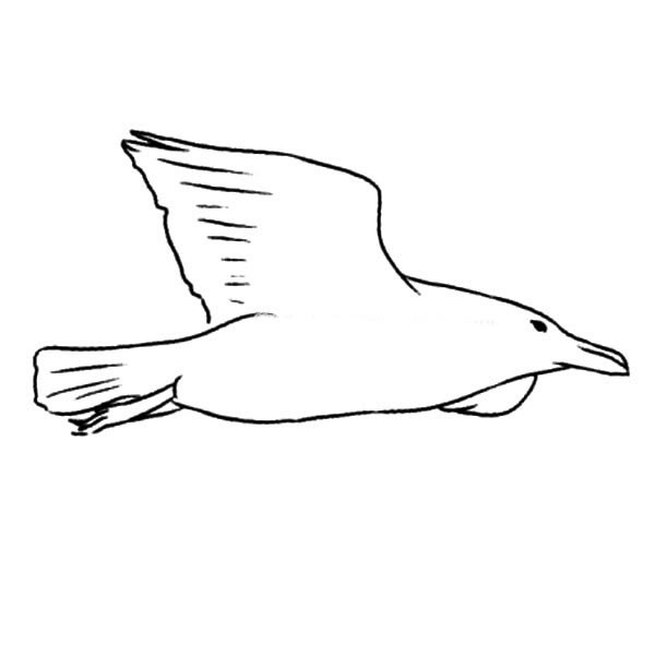【海鸥简笔画图片】简笔画海鸥的画法图片