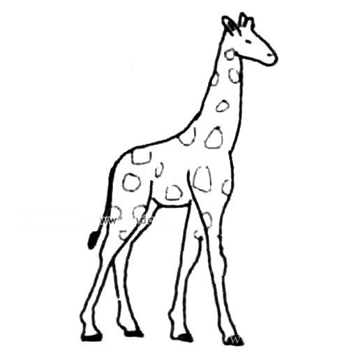 【如何画长颈鹿简单画法】长颈鹿的画法步骤图