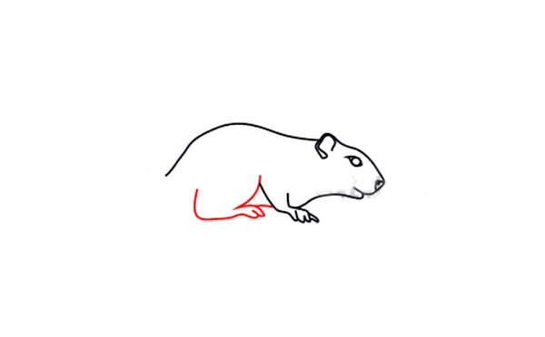 【松鼠简笔画】非洲地松鼠简笔画步骤图片大全