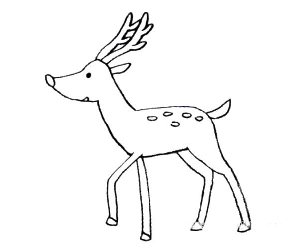 【梅花鹿简笔画图片】可爱的小动物梅花鹿的简单画法