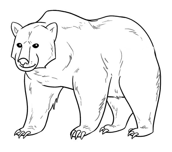 【狗熊简笔画】带颜色和不带颜色的大狗熊简笔画图片大全