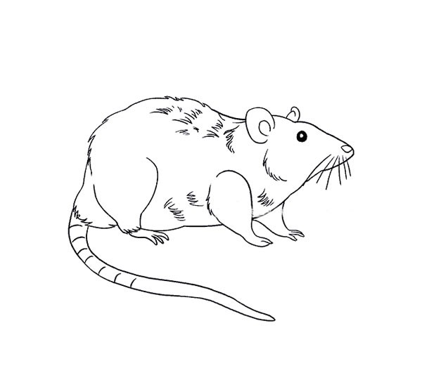 【老鼠简笔画】长尾巴老鼠简笔画图片大全