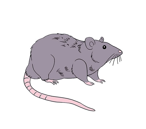【老鼠简笔画】长尾巴老鼠简笔画图片大全