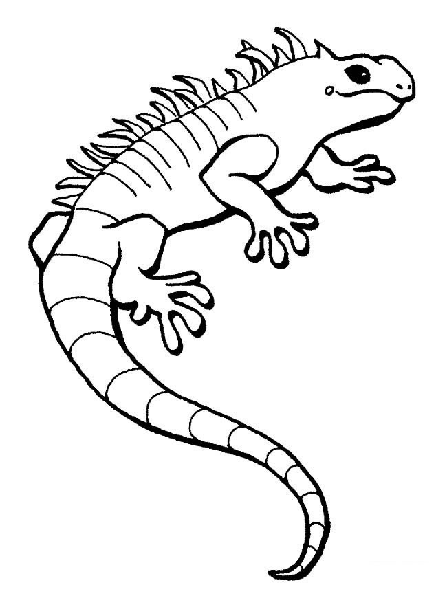 2张蜥蜴简笔画图片 蜥蜴的简单画法_动物简笔画
