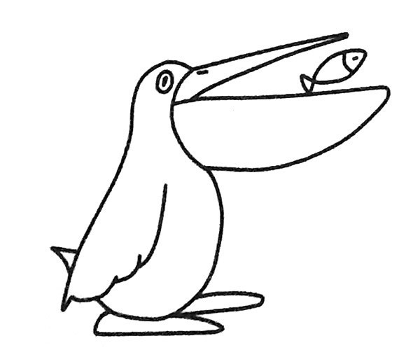 儿童学画鹈鹕简笔画步骤图解 鹈鹕如何画