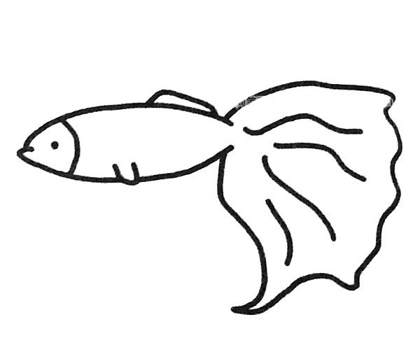 6款漂亮的孔雀鱼简笔画图片 孔雀鱼的简单画法大全