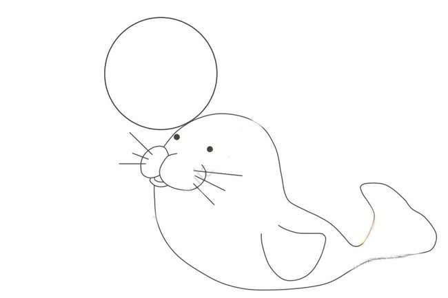 【小海豹简笔画】小海豹顶皮球简笔画步骤图教程