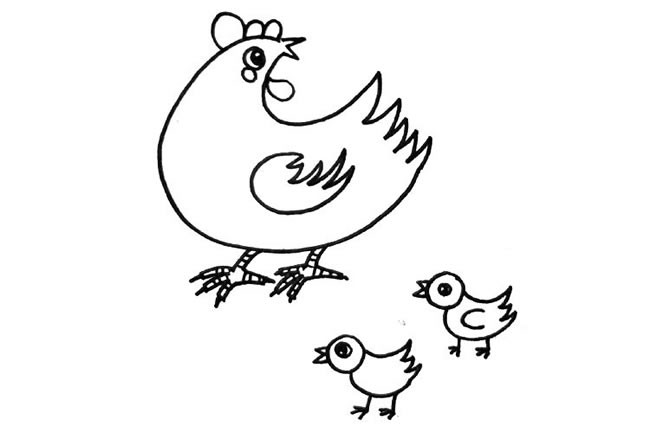 母鸡带小鸡简笔画图片素材
