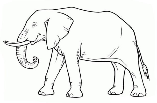 动物简笔画 大象简笔画动物 大象动物简笔画步骤图片大全