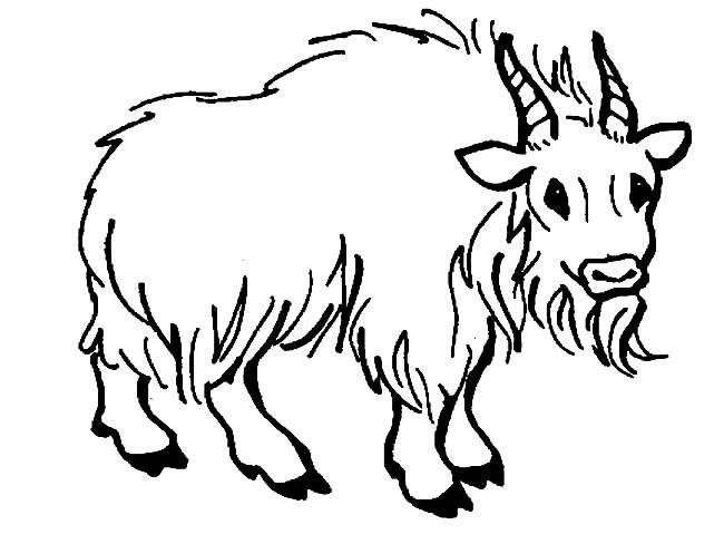 牦牛简笔画动物 牦牛动物简笔画步骤图片大全