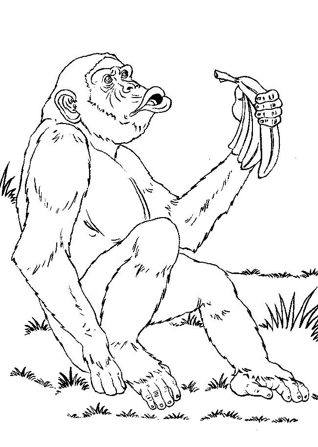 吃香蕉的猴子简笔画动物 吃香蕉的猴子动物简笔画步骤图片大全