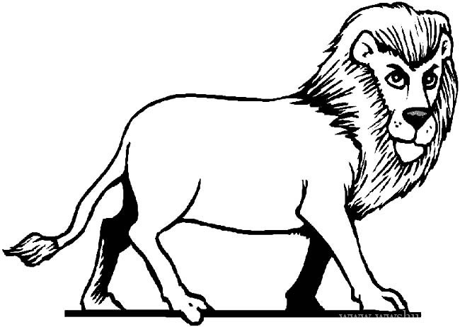 狮子简笔画动物 狮子动物简笔画步骤图片大全二