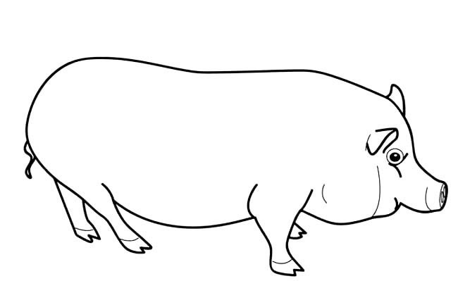 大肥猪简笔画动物 大肥猪动物简笔画步骤图片大全