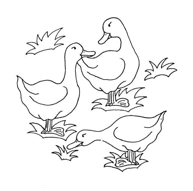 三只鸭子简笔画动物 三只鸭子动物简笔画步骤图片大全