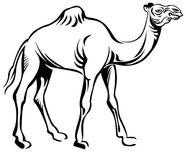单峰骆驼简笔画动物 单峰骆驼动物简笔画步骤图片大全