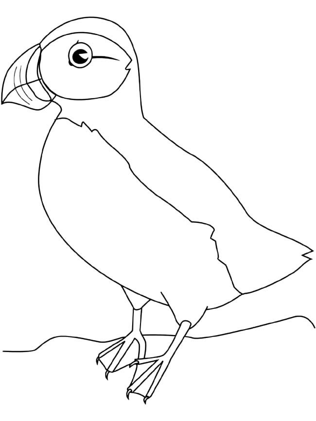 海雀小鸟简笔画动物 海雀小鸟动物简笔画步骤图片大全