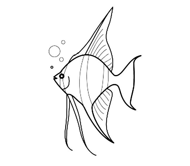 儿童简笔画 热带鱼简笔画图片 热带鱼动物简笔画步骤图片大全