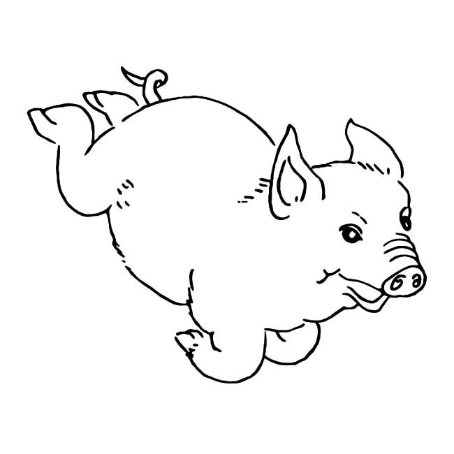 奔跑的猪简笔画图片 奔跑的猪简笔画图片大全