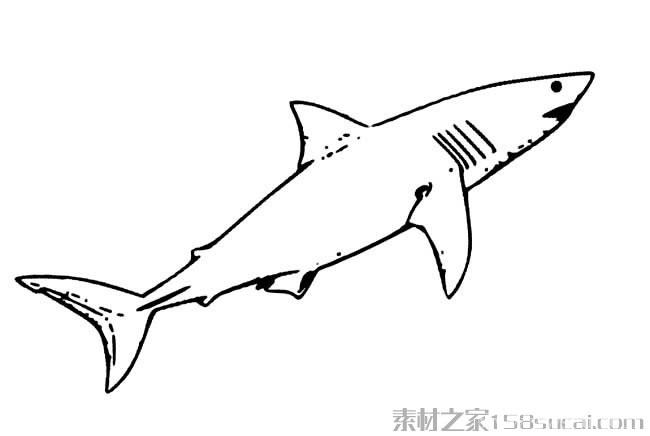 动物简笔画大全 大白鲨简笔画图片大全4