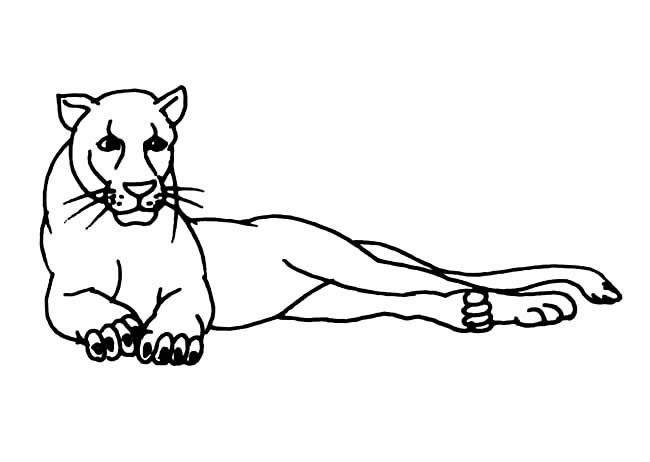 动物简笔画大全 休息的母狮子简笔画图片大全8