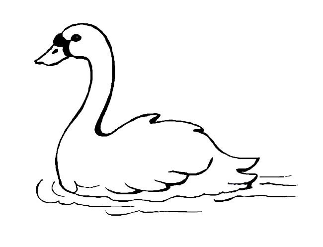 鹅的简笔画 游泳的白天鹅简笔画图片