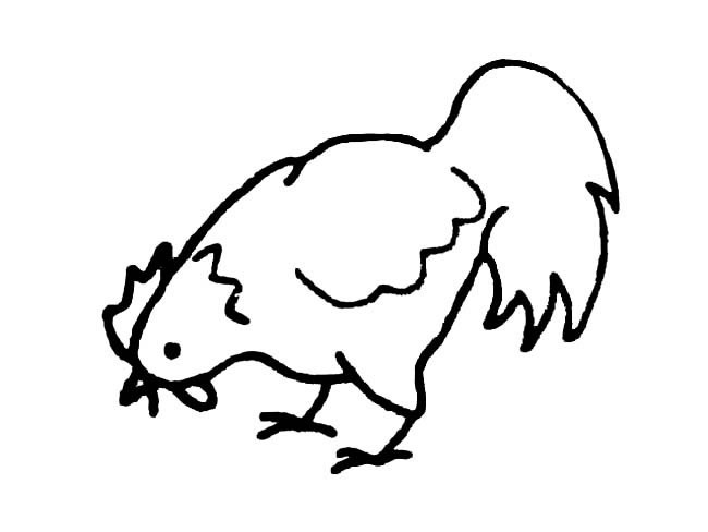 公鸡简笔画 吃东西的公鸡简笔画图片