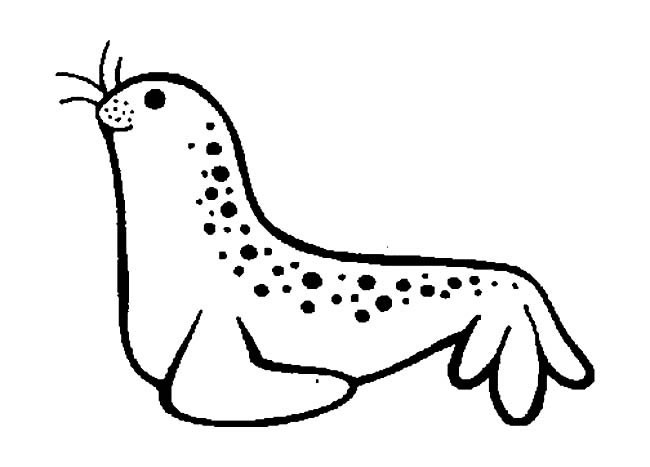 海豹简笔画 可爱的海豹简笔画图片