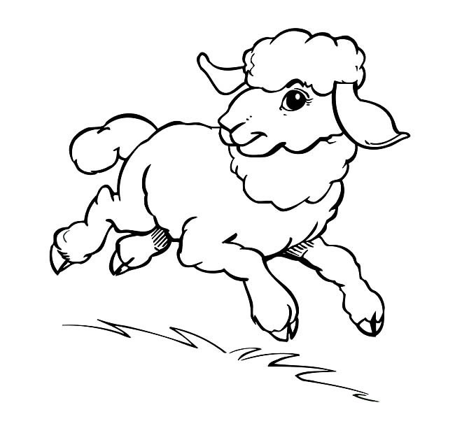 绵羊简笔画 奔跑的绵羊简笔画图片
